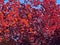 Pretty Vibrant Red Fall Foliage Leaves in October in Autumn