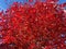 Pretty Vibrant Red Leaves in October Fall Foliage