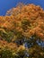 Pretty Vibrant Sunlit Orange Fall Foliage Leaves in November