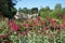 Pretty village of Bibury in the Cotswolds UK, with red valerian flowers in the foreground and Arlington Row cottages at back