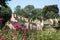 Pretty village of Bibury in the Cotswolds UK, with red valerian flowers in the foreground and Arlington Row cottages at back