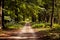 Pretty village path through green european forest.  Summer landscape of beautiful natural woods.