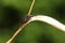 A pretty Vine Weevil Otiorhynchus sulcatus perching on a plant in the UK.