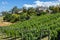 Pretty vinyard and winery on a hill