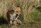 A pretty vixen wild Red Fox, Vulpes vulpes, hunting for food in a meadow.