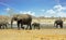 Pretty waterhole scene with elephants against a blue cloud sky