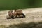 A pretty Weevil Platystomos albinus resting on a wooden fence in woodland.