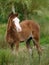 Pretty Welsh Foal