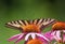 pretty western tiger swallowtail feeding on a coneflower