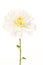 Pretty white blooming chrysanthemum flower with a green stem iso
