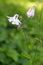 The pretty white blossoms of the columbine