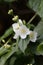 The pretty white blossoms of the fragrant jasmine