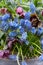 Pretty white blue grape hyacinth muscari flowers planted in a plant pot together with purple hellobore flowers.