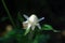 Pretty White budding flower on dark garden background