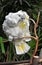 Pretty white cockatoo