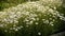 Pretty white daises outdoors - flower bed on the street