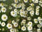 Pretty White Daisies