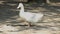 A pretty white duck modeling and then leaving