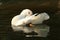 Pretty white duck preening