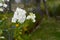 Pretty white everlasting pea flowers