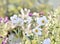 Pretty white flowers in garden