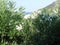 Pretty white flowers growing along the Sardinian coast