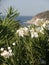 Pretty white flowers growing along the Sardinian coast