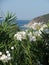 Pretty white flowers growing along the Sardinian coast