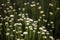 Pretty white fowers blooming in garden. Small white garden flowers in the flowerbed. Dark green background