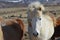 Pretty White Icelandic Mare