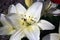 Pretty white lilies in a summery english garden on a dark background