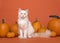 Pretty white long haired ragdoll cat with blue eyes sitting between orange pumpkins on an orange background
