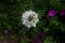 Pretty white nigella flower in garden setting taken from above