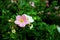 Pretty white and pink flowers