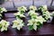 Pretty white poinsettia plants on wood tables, set near window of local garden center