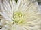 Pretty White Spider Chrysanthemum Flower Blossom closeup photo with horizontal crop and room or space for copy, text, or your word