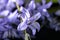 Pretty Wild Bluebell Macro Flower on Black Background