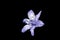 Pretty Wild Bluebell Macro Flower on Black Background