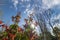 Pretty wild bushes under blue sky