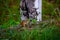 Pretty wild chipmunk in nature in Quebec, Canada