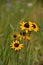 Pretty Wild Flowering Rudbeckia Flowers in Bloom