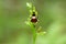 A pretty wild Fly Orchid, Ophrys insectifera, growing in the countryside in the UK.