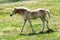 Pretty wild foal walking across a field