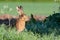 Pretty wild hare close up sat on the edge of a field