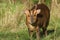 A pretty wild stag Muntjac Deer, Muntiacus reevesi, feeding at the edge of a field in the UK.