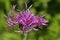 The pretty wildflower of a Greater Knapweed plant, Centaurea scabiosa, growing in a chalk land meadow in the UK.