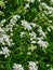 Pretty wildflowers. Cow parsley is pretty