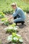 Pretty woman agronomist working in field, checks eco growing pumpkin