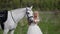 pretty woman is stroking calm white horse at nature, portrait of romantic bride with equine on field