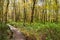 Pretty wooden boardwalk path winding through a green forest dappled with sunlight in autumn